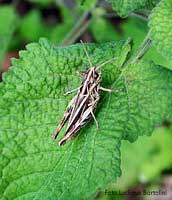 Cavalletta striata con disegni geometrici