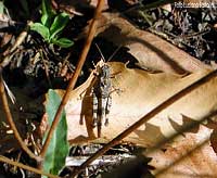 Cavalletta Oedipoda caerulescens