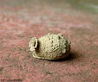 Nido di Eumenes poliformis