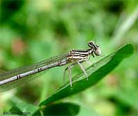 Libellula Platycnemis pennipes posata su di una foglia