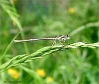 damigella Platycnemis pennipes su di una spiga di avena