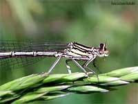 Platycnemis pennipes, Zampalarga comune