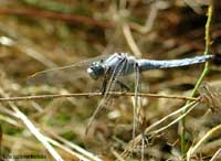 Orthetrum brunneum maschio libellula azzurra