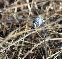 Orthetrum brunneum maschio libellula di colore azzurro chiaro