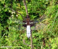 Libellula depressa maschio