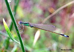 Ischnura elegans maschio