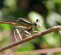 Platycnemis pennipes - femmina