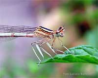 Platycnemis pennipes femmina posata su una foglia di menta