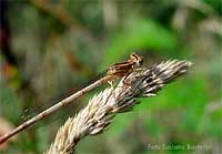 Libellula avana Platycnemis pennipes