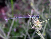 Libellula celestina