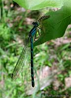 Damigella Enallagma cyathigerum che ha catturato uno zanzarone