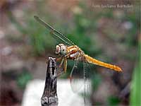 Libellula arancione - Sympetrum brunneum femmina