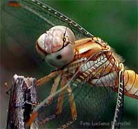 Sympetrum brunneum femmina