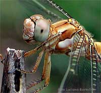 Libellula Sympetrum brunneum femmina