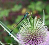 Ischnura elegans