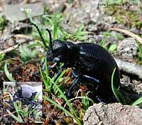 Meloe proscarabaeus