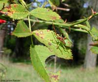 Gonocerus acuteangulatus juv. sulle foglie di rosa canina