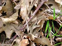 pardosa tra le foglie secche