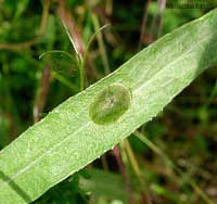 Cassida verde su foglia verde