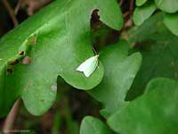 Earias clorana è una piccolisima farfallina chiara