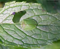 Cassida Viridis