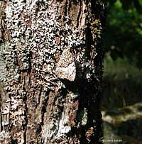farfalla Hipparchia che si mimetizza tra i licheni di un tronco