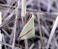 Geometridae: Rhodometra sacraria