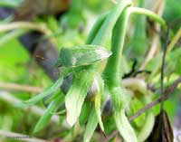 Nezara  viridula