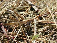 Acrida ungarica tra l'erba secca