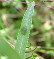 Cassida su una foglia stretta