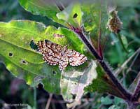 Ematurga atomaria