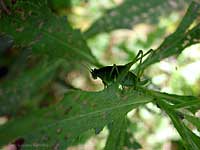 Cavallette verde femmina