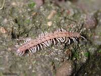 Polydesmus angustus