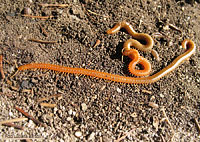 Haplophilus subterraneus