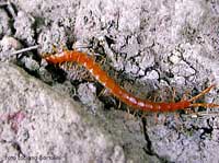 centopiedi:Scolopendra