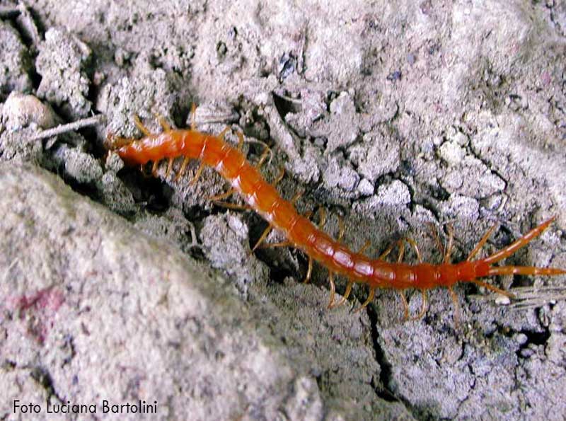 centopiedi-arancione