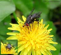 Sarcophaga carnaria