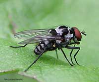 Dittero famiglia Anthomyiidae