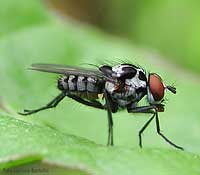 Mosca Anthomya sp.