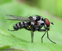 Mosca Anthomyiidae sp. un dittero con colori a scacchi