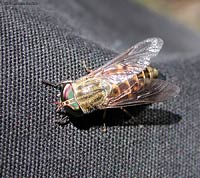Tabanus autumnalis