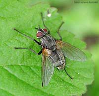 Phaonia viarium