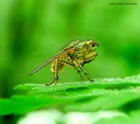 Sarcophoga stercoraria