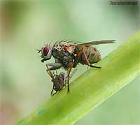 Coenosia tigrina - Mosca con una preda