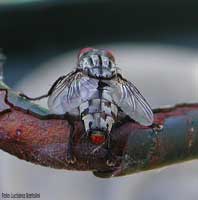 Mosca sarcophaga carnaria