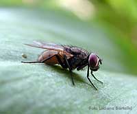 Mosca domestica- ordine ditteri,famiglia  muscidi