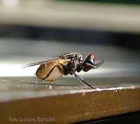 Mosca domestica- ordine ditteri,famiglia  muscidi
