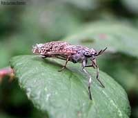 Haematopota sp.