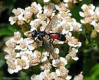 Tachinide Cylindromyia pilipes
