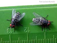 Mosca Sarcophaga carnaria